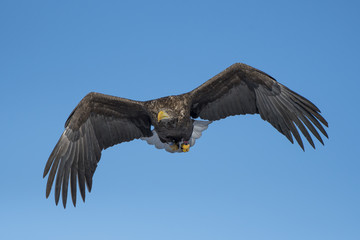 Flying white tailed eagle against the blue sky