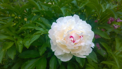 Sch&ouml;ne bl&uuml;hende Pfinstrose