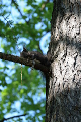 Obraz premium Black squirrel on the tree