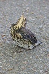Little starling on the asphalt