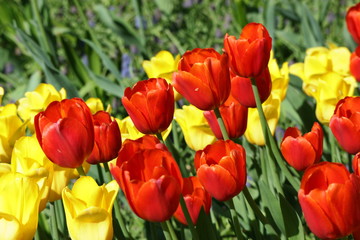 Obraz premium Red and yellow tulip flowers in the park, Netherlands