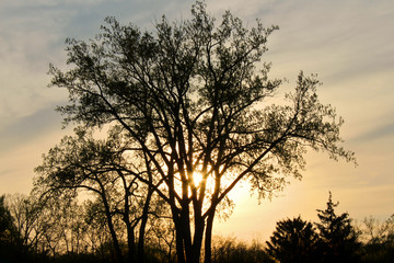 Fototapeta na wymiar Sunset of Trees
