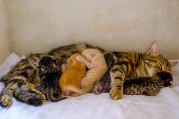 Chat tigré (femelle) qui allaite des chatons nouveau nés.