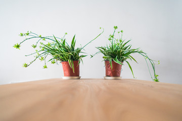 Green plants and new homes to help new homes absorb decorative odors