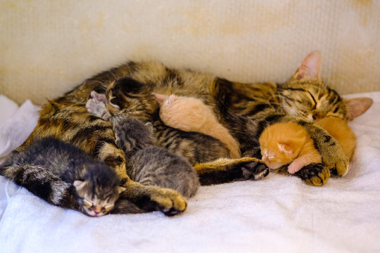 69 Best Lait Maternel Images Stock Photos Vectors Adobe Stock