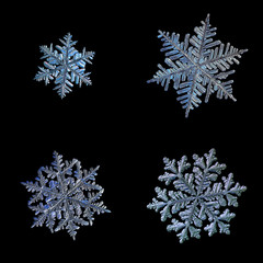 Four snowflakes isolated on black background. Set with macro photos of real snow crystals:...