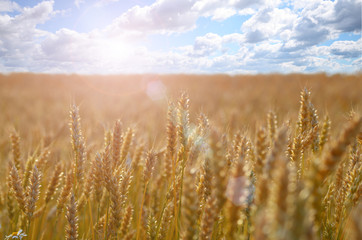Wheat field under blue sky