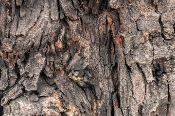 Gnarl tree closed up  to creative texture and pattern for design and decoration isolate on background.Copy space.