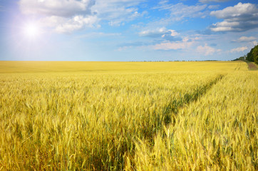 Wheat field summer sunny day under cloudy blue sky