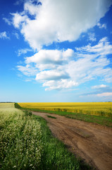 Wheat field summer sunny day under cloudy blue sky