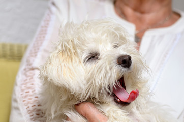 Senior woman is holding her Dog
