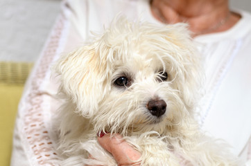 Senior woman is holding her Dog