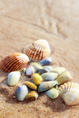 Conquilhas do Algarve 