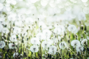 White Dandelions field background, summer wild nature