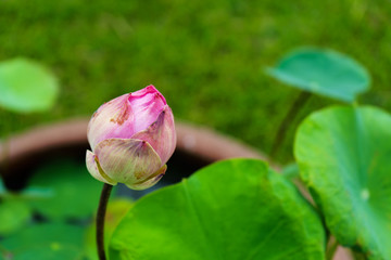 the lotus pink beautiful and leaf green  on outdoor park at asia.