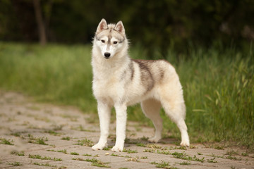 Naklejka na ściany i meble beautiful portrait of a Siberian husky dog on green grass