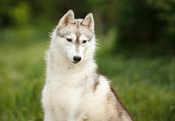 Naklejka na ściany i meble beautiful portrait of a Siberian husky dog on green grass