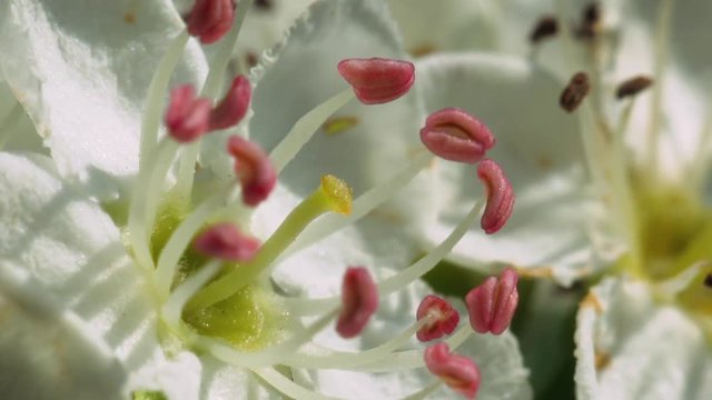 Core of the hawthorn flower, petals, stamens, pestle. Macro footage.