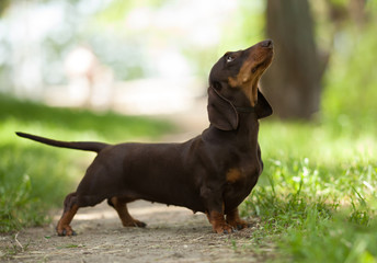 beautiful little dog breed standard Dachshund brown on a walk