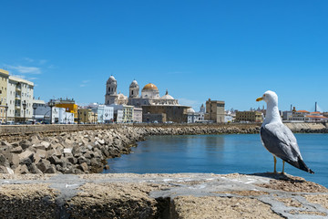 Costa di Cadice ( Spagna )