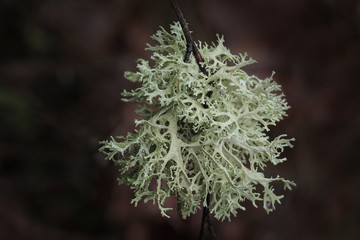 Pseudevernia furfuracea, commonly known as tree moss