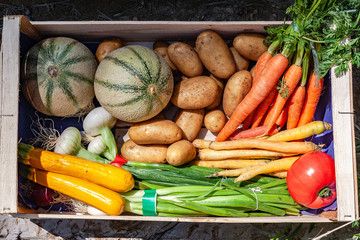 Vegetable basket