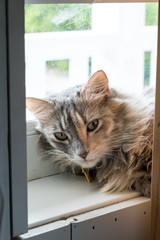 Fluffy calico cat framed by white wood with dirty window with outdoor view 