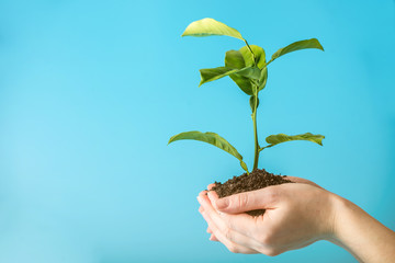 Sprout of new green tree in soil in human hands on blue background. Concept of environmental protection. Earth day