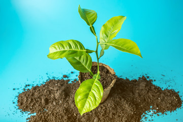 New green Sprout of tree in soil in the peat pot on blue background. The concept of environmental protection. Eearth day