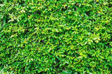 Small leaves to creative texture and pattern for design and decoration isolate on background.Copy space.Clipping path