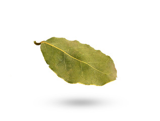 Bay leaf isolated on white background