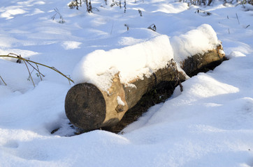 log covered with snow in the forest