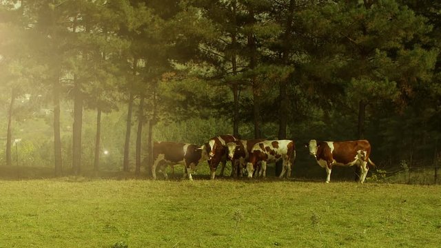 Cows eating grass, walking, grazing on a green meadow . Several shots of different view. Slow Motion .