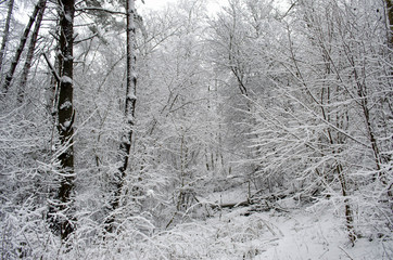 trees covered with snow in the forest