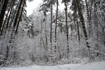 trees covered with snow in the forest