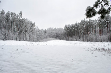 trees covered with snow in the forest