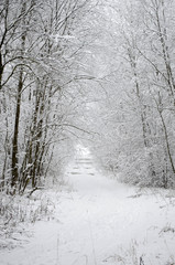 trees covered with snow in the forest