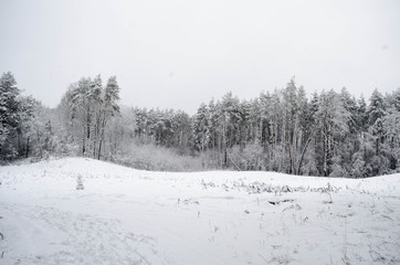 in a snow-covered forest in winter