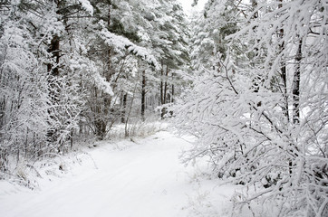 in a snow-covered forest in winter