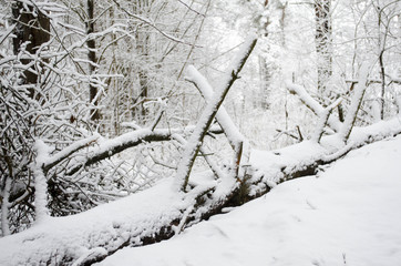 in a snow-covered forest in winter