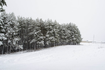 trees covered with snow in the forest