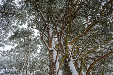 in a snow-covered forest in winter