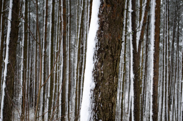 Obraz premium in a snow-covered forest in winter