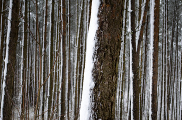 in a snow-covered forest in winter