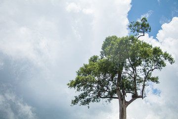 scaphium macropodium beaum hight tall trees in the forest blue sky background