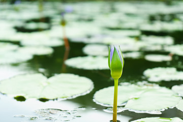the purple lotus beautiful and leaf green  on outdoor park at asia.
