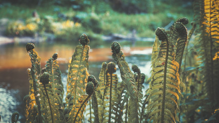 Young fern leaf on the river bank.