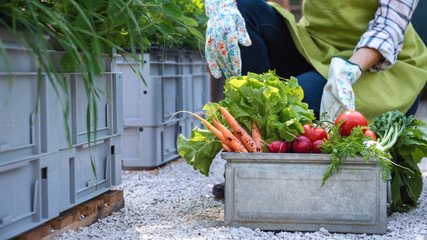 Unrecognisable female farmer holding crate full of freshly harvested vegetables in her garden. Homegrown bio produce concept. Small business owner. Sustainable farm.