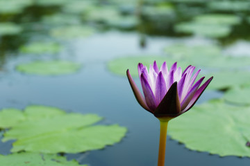 the purple white lotus beautiful and leaf green  on outdoor park at asia.