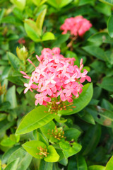 the needle red flower it beautiful on outdoor park at thailand.